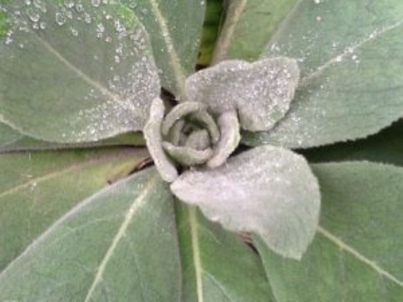 Mullein leaves growing in Wendolyn's garden 