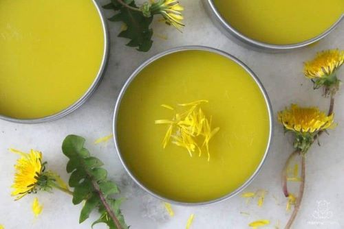 Beautiful yellow Dandelion salve on a table with fresh cheerful dandelion flowers strewn about.