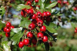 Red berries on a hawthorn tree