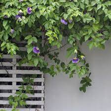 Beautiful purple passionflowers cascading on a vine over a window. 