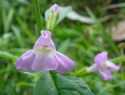 Beautiful blue skullcap flower