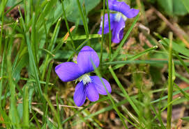 pic of wild purple violets