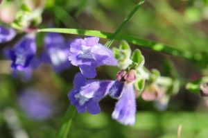 Picture of the purple flowers of the skullcap plant that look like little sleeping hats. 